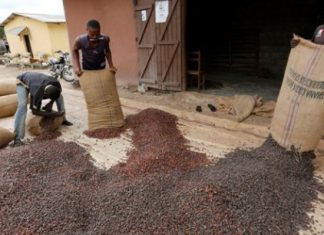 Industrie cacaoyère : une délégation néerlandaise en prospection à Abidjan et Accra