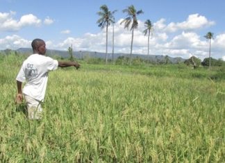 Nouvel engagement de la FAO pour l’agriculture résiliente au changement climatique