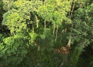 Bois: En 2018, 12 millions d’hectares de forêts tropicales ont été détruits