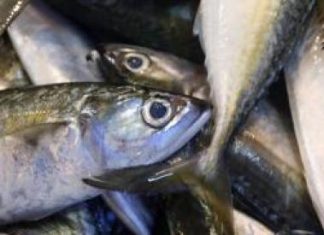 Exportations du Sénégal : Une hausse de 0,9% enregistrée