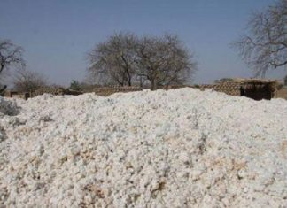 Le Mali se dirige vers une production record de 800 000 tonnes de coton en 2019/2020