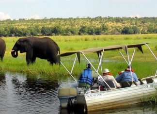 «Éléphants contre dollars», le troc du Zimbabwe avec la Chine et Dubaï