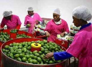 Horticulture -Afrique du Sud : la Chine est le nouveau marché à conquérir pour la filière avocat (Agbiz)