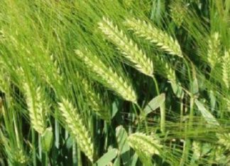 Afrique subsaharienne : les importations alimentaires grimperont à 48,7 milliards $ en 2019 (FAO)