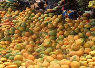 Nouvelles règles phytosanitaires de l’UE : suivi spécifique concernant les exportations de mangues
