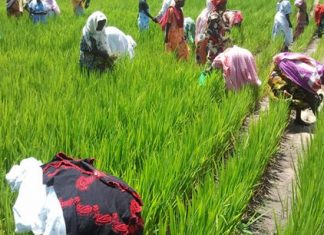 FIDA : 500 millions de dollars d’investissements en Afrique de l’ouest