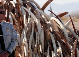 L’Afrique australe élabore un plan de lutte contre le braconnage des éléphants