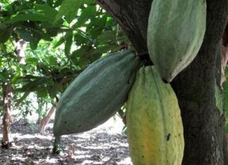Cacao : le Ghana et la Côte d’Ivoire fixent un tarif plancher commun à l’exportation