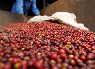 Assistance au secteur privé : un moteur de recherche dédié à l’industrie agroalimentaire du Continent