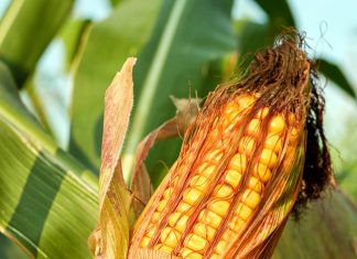 Industries alimentaires :Une chute des prix notée en janvier 2019