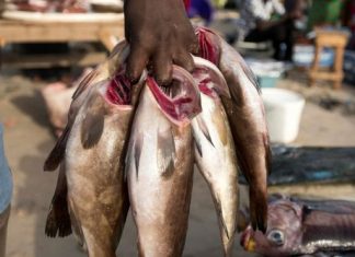 Usines de production de farine de poisson : Greenpeace demande aux pays d’Afrique de l’Ouest de mettre fin à leur implantation