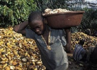 La Côte d’Ivoire injectera 5 milliards FCFA dans la lutte contre le travail infantile dans le cacao