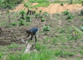 Financement : Après l’Ethiopie, le fonds émirati Khalifa investit dans le secteur agricole du Togo