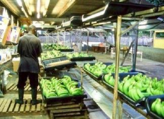 Horticulture :La Compagnie fruitière de Marseille brave l’insécurité dans la zone anglophone du Cameroun