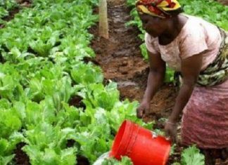 Aide au développement :Le FADA accordera un financement de 3,4 millions $ à 17 PME agricoles africaines