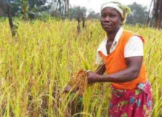 Liberia : les producteurs rizicoles plaident pour un meilleur soutien de l’exécutif