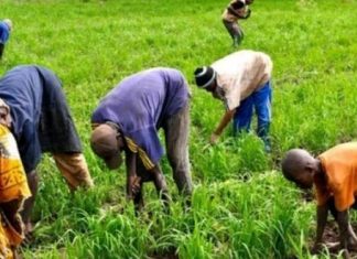 Pour l’atteinte des objectifs de développement Durable (ODD) : Les producteurs ruraux en formation pour le suivi et l’approbation de l’agenda 2030