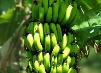 Fruits : Le changement climatique pourrait faire grimper les prix mondiaux de la banane
