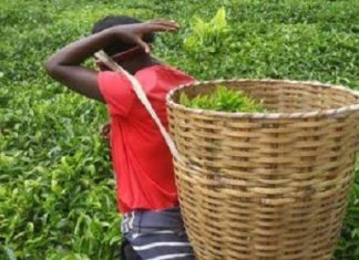 Kenya : les exportations de thé en chute de 31 % dans le mois de juin