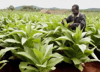Le Mozambique fournira 60 000 tonnes de tabac par an aux compagnies chinoises, à partir de 2020