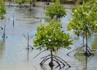 Collectivités locales au Sénégal : 79 millions de palétuviers plantés depuis 2008, grâce aux crédits carbone