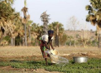 L’essor de l’assurance agricole en Afrique ne se fera pas sans subventions publiques (Pierre Ribeiro)