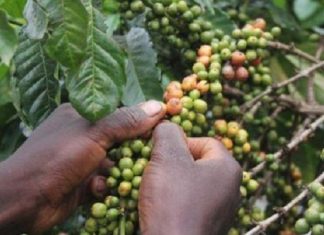 Ethiopie : l’UE octroie 15 millions d’euros en faveur de la filière café