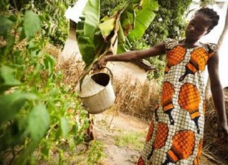 Sénégal : un projet de 93 millions $ sera lancé en faveur des jeunes entrepreneurs agricoles