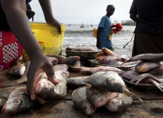Congo : deux nouvelles agences dédiées à l’agriculture, l’élevage et à la pêche