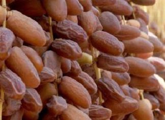 Tunisie : la filière dattes a rapporté 305 millions $ en 2018/2019