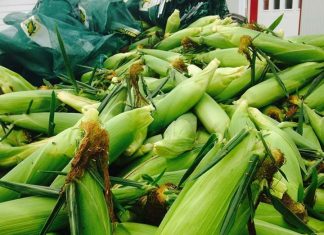 Maïs : La production mondiale évaluée à 1105,1 millions de tonnes en juin 2019