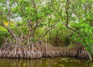 L’UE lance un programme de 6 milliards FCFA pour la préservation des mangroves dans 7 pays d’Afrique de l’Ouest