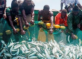 Greenpeace Afrique attire l’attention du nouveau Ministre de la Pêche et de l’Economie Maritime sur les préoccupations actuelles du secteur