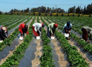 Sénégal : la Banque africaine de développement soutient pour 43,1 millions d’euros le Projet agropole Sud en Casamance