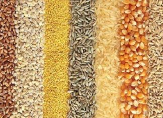 Céréales : la production mondiale atteindra 2,7 milliards de tonnes en 2019, un record (FAO)