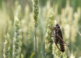 Agro :La FAO sonne l’alerte sur l’invasion de criquets pèlerins dans la Corne de l’Afrique