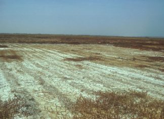 Sénégal : La désalinisation des terres donne un nouveau souffle à la production agricole avec le soutien de la Banque africaine de développement
