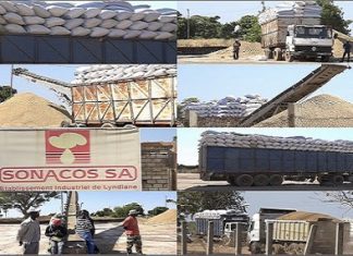Sénégal : la Sonacos revoit ses objectifs de collecte d’arachide à 50 000 tonnes en 2019/2020