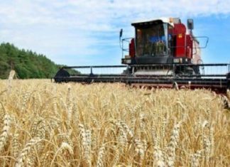Céréales: Le Kenya ouvre son marché du blé aux exportateurs américains