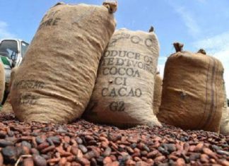 Cacao: Les transformateurs et exportateurs ivoiriens lancent un appel de détresse aux chocolatiers