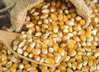 Agro-industrie au Kenya : les fabricants d’aliments pour animaux plaident pour une entrée du maïs jaune en franchise de droits