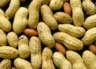 Sénégal : les exportations d’arachides ont atteint 400 000 tonnes en 2019/2020