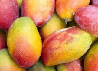 Côte d’Ivoire : le coronavirus sape les perspectives de reprise de la filière mangue en 2020