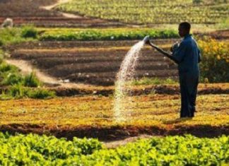 Afrique du Sud : L’exécutif accordera 64 millions $ aux petits agriculteurs affectés par le coronavirus