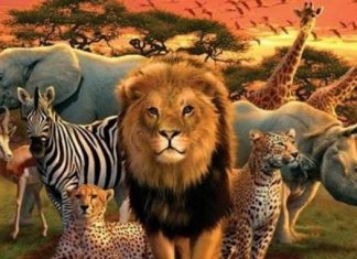 Conséquences néfastes du coronavirus : La faune sauvage africaine menacée par le braconnage