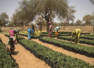 La FAO sur la Grande muraille verte : « L’heure est venue de développer et d’intensifier les efforts »