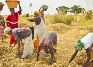 Production mondiale de céréales : La FAO prévoit un niveau record de 2 790 millions de tonnes en 2020