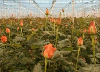 Kenya : l’horticulture a généré 674 millions $ sur les 5 premiers mois de 2020 en dépit des effets du coronavirus