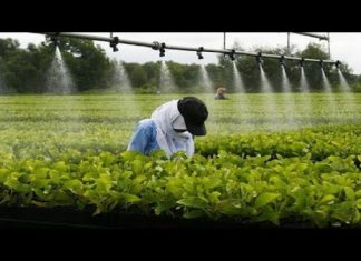 Agro-industrie: 1 million de dollars pour les PME Est-africaines