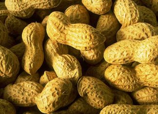 Sénégal : La production d’arachide devrait atteindre 1,4 million de tonnes en 2020/2021